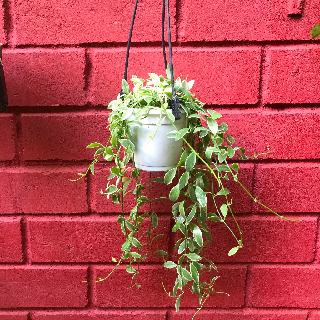 Dischidia Oiantha Variegata Plant