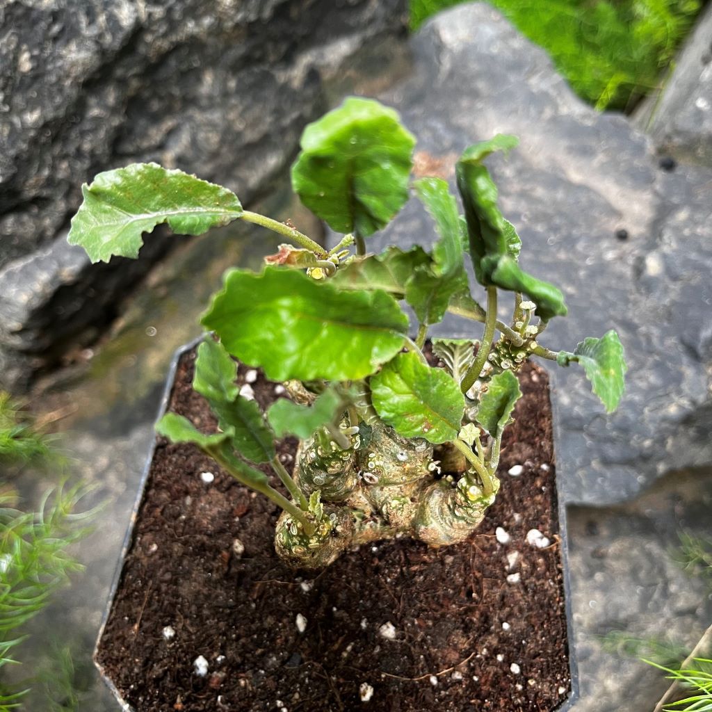 Dorstenia Foetida
