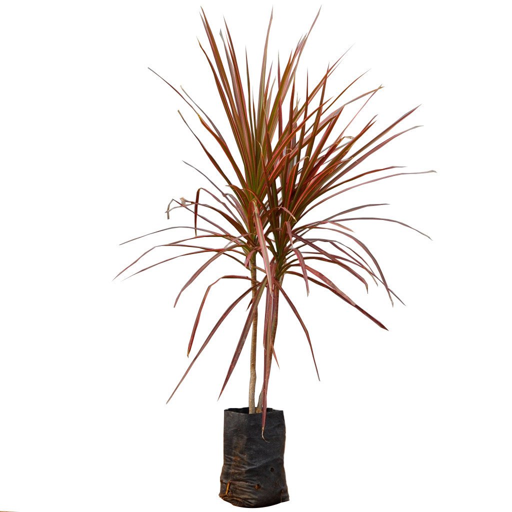Dracaena Marginata Tricolor Plant
