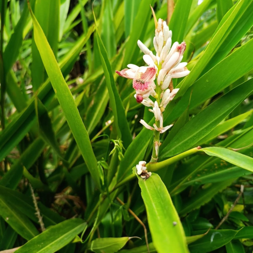 Malabar Cardamom Elaichi Plant