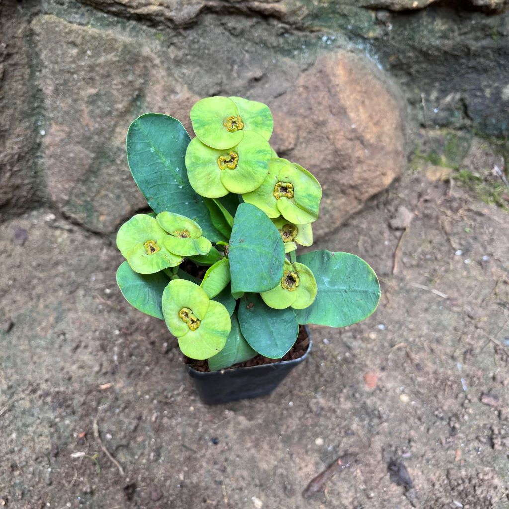 Euphorbia Millii Ek Villai Cactus Plant
