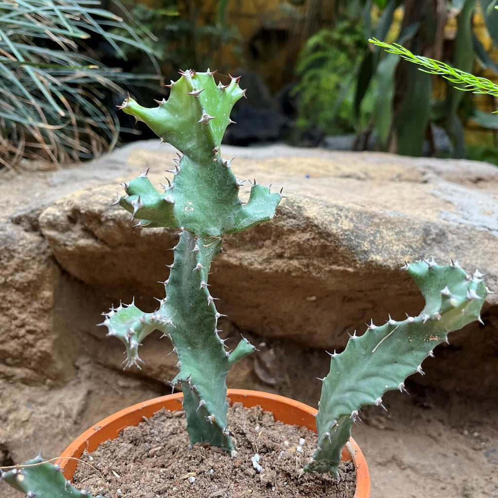 Euphorbia Tortilis Plant
