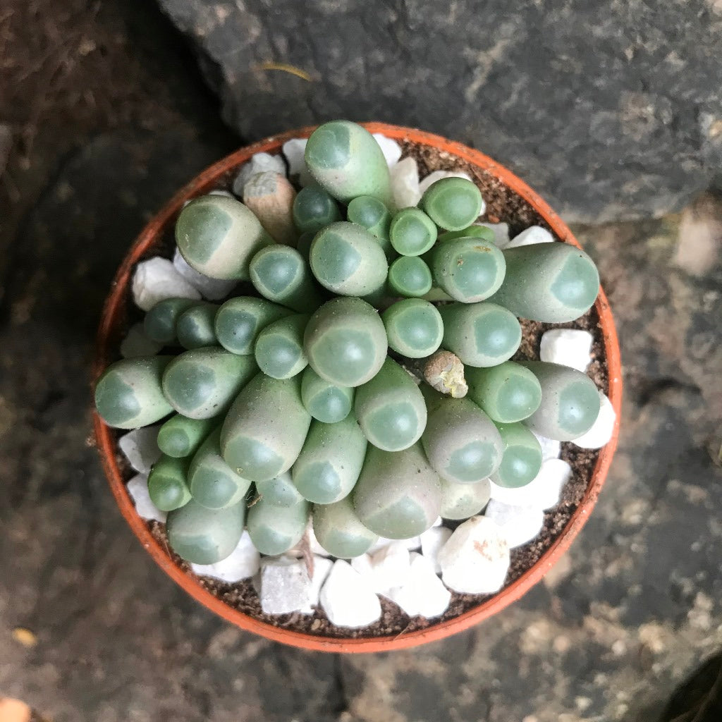 Fenestraria Rhopalophylla Subsp. Aurantiaca Succulent Plant