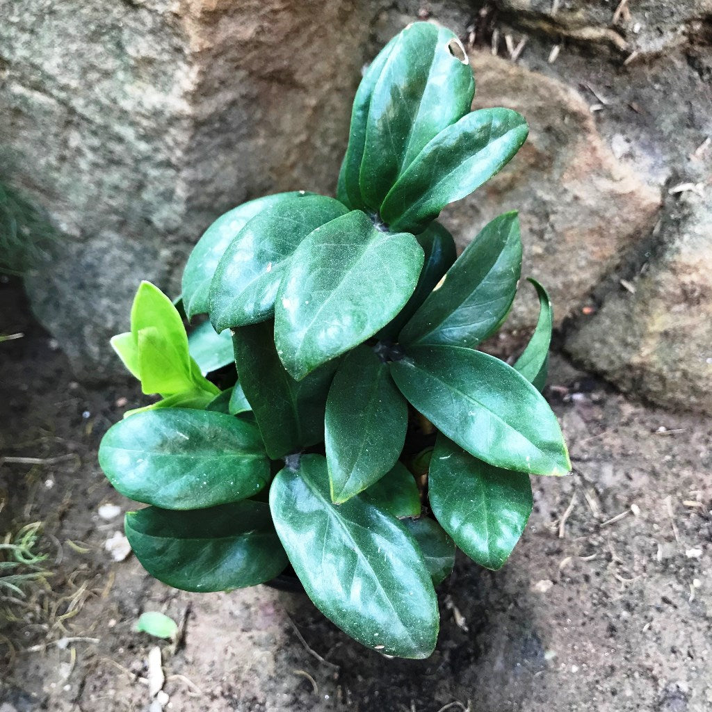 Ficus Microcarpa Compacta Plant