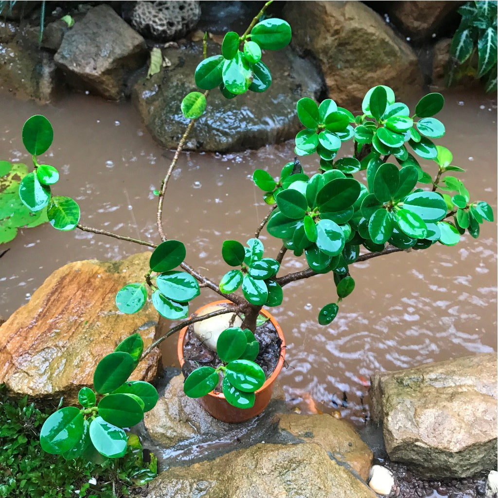 Ficus Microcarpa Plant
