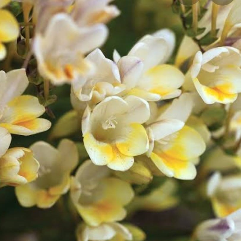Freesia Alba (Bulbs)