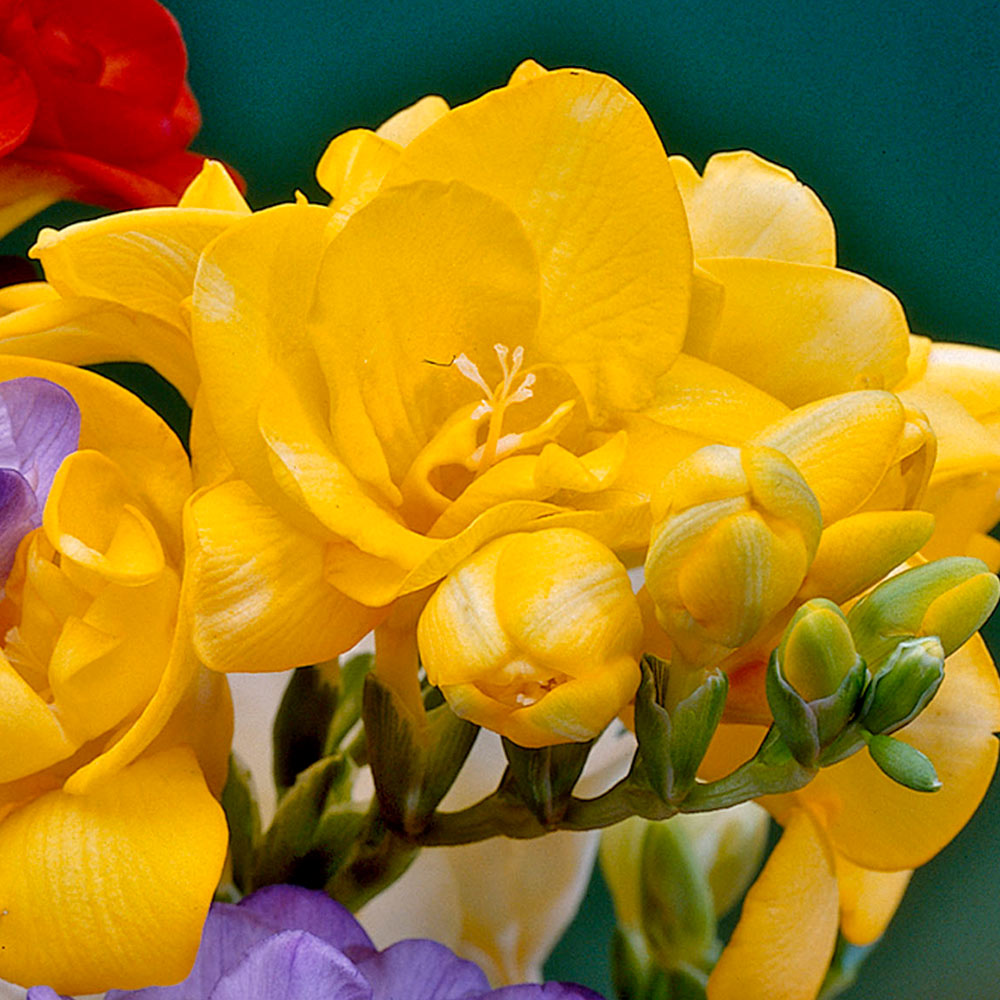 Freesia Giant Double Yellow (Bulbs)