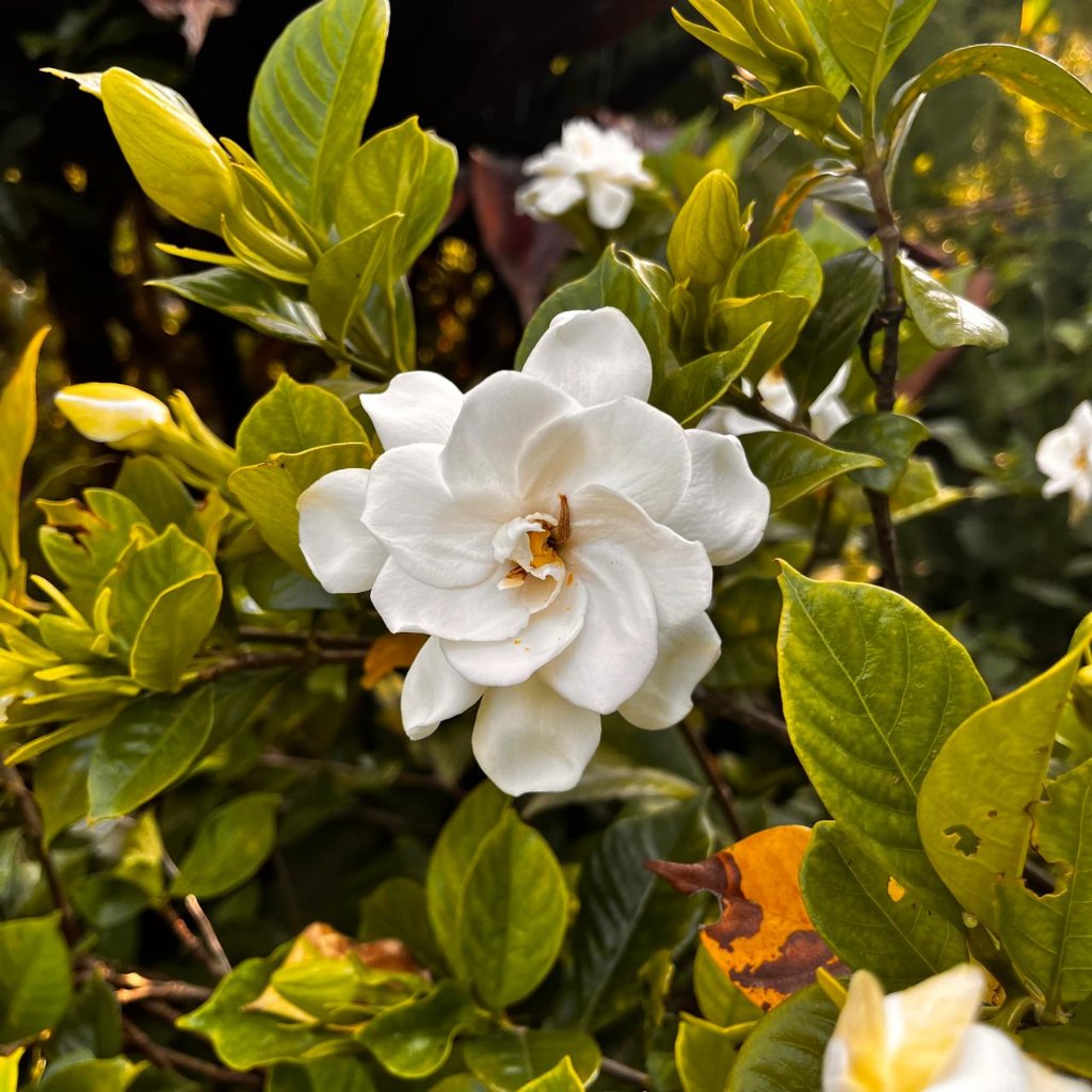 Gardenia Jasminoides Plant