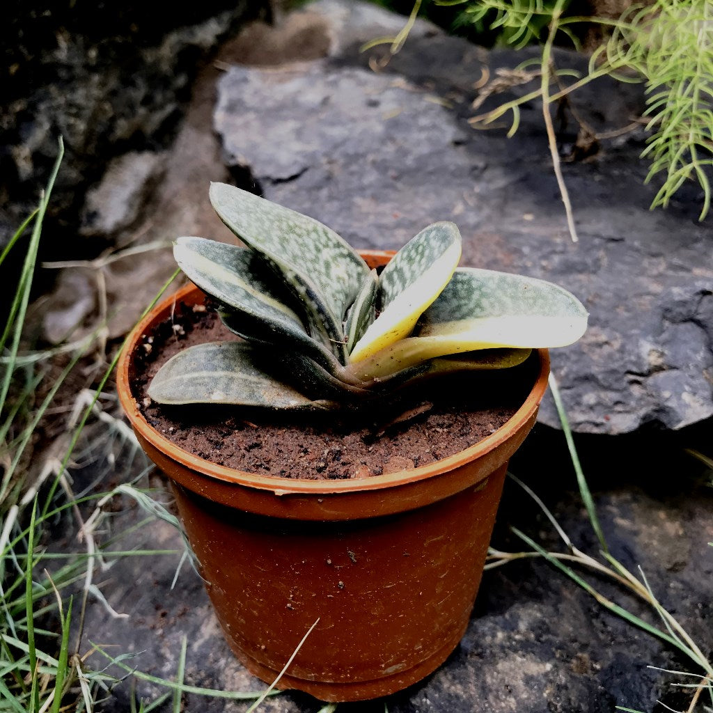 Gasteria Minima Variegated Succulent Plant