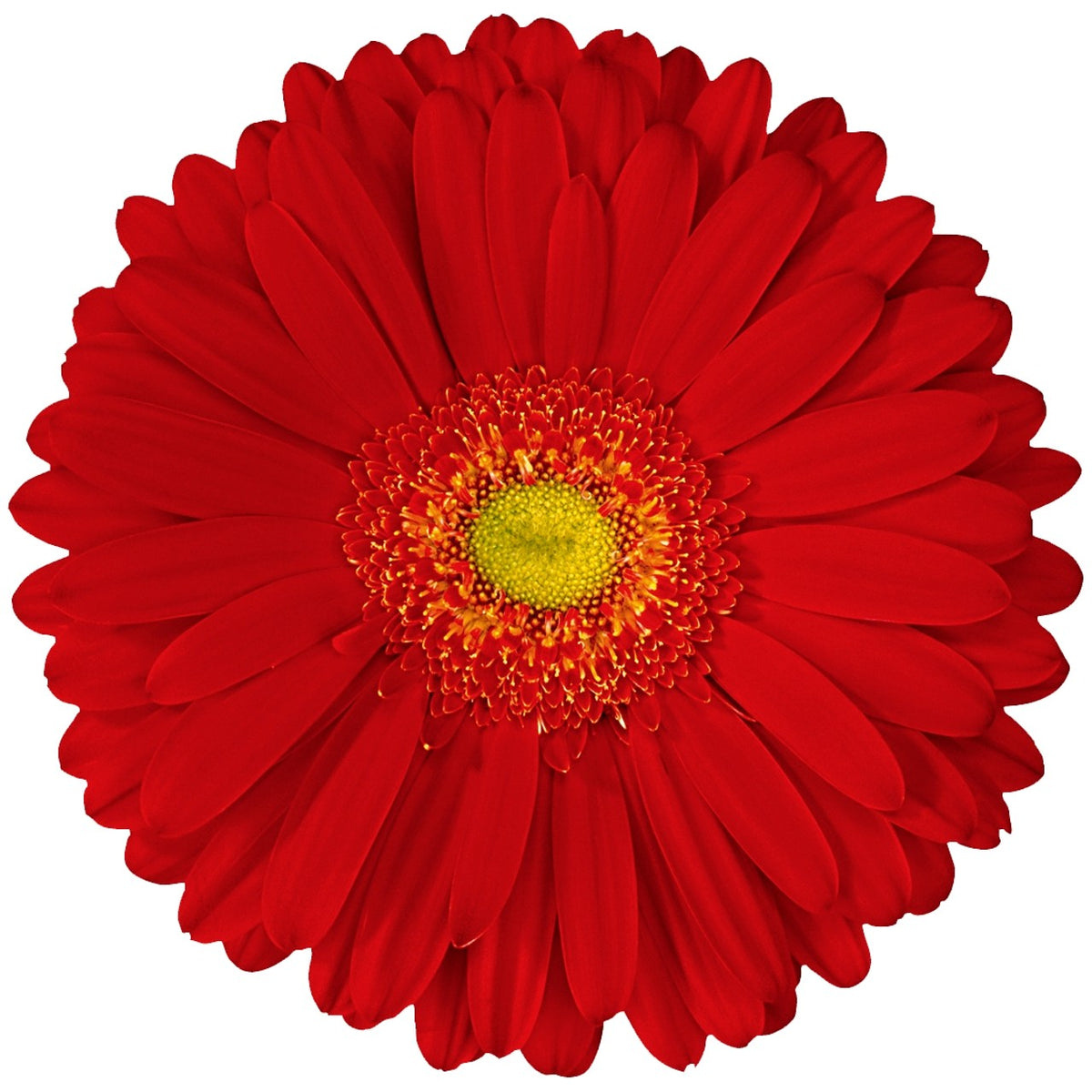 Gerbera Alcatraz Plant