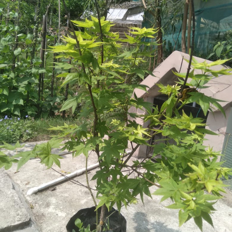 Ginkgo Biloba Plant (Maidenhair Tree)