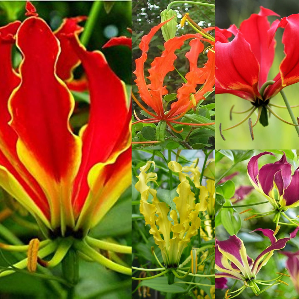 Gloriosa Mixed (Bulbs)