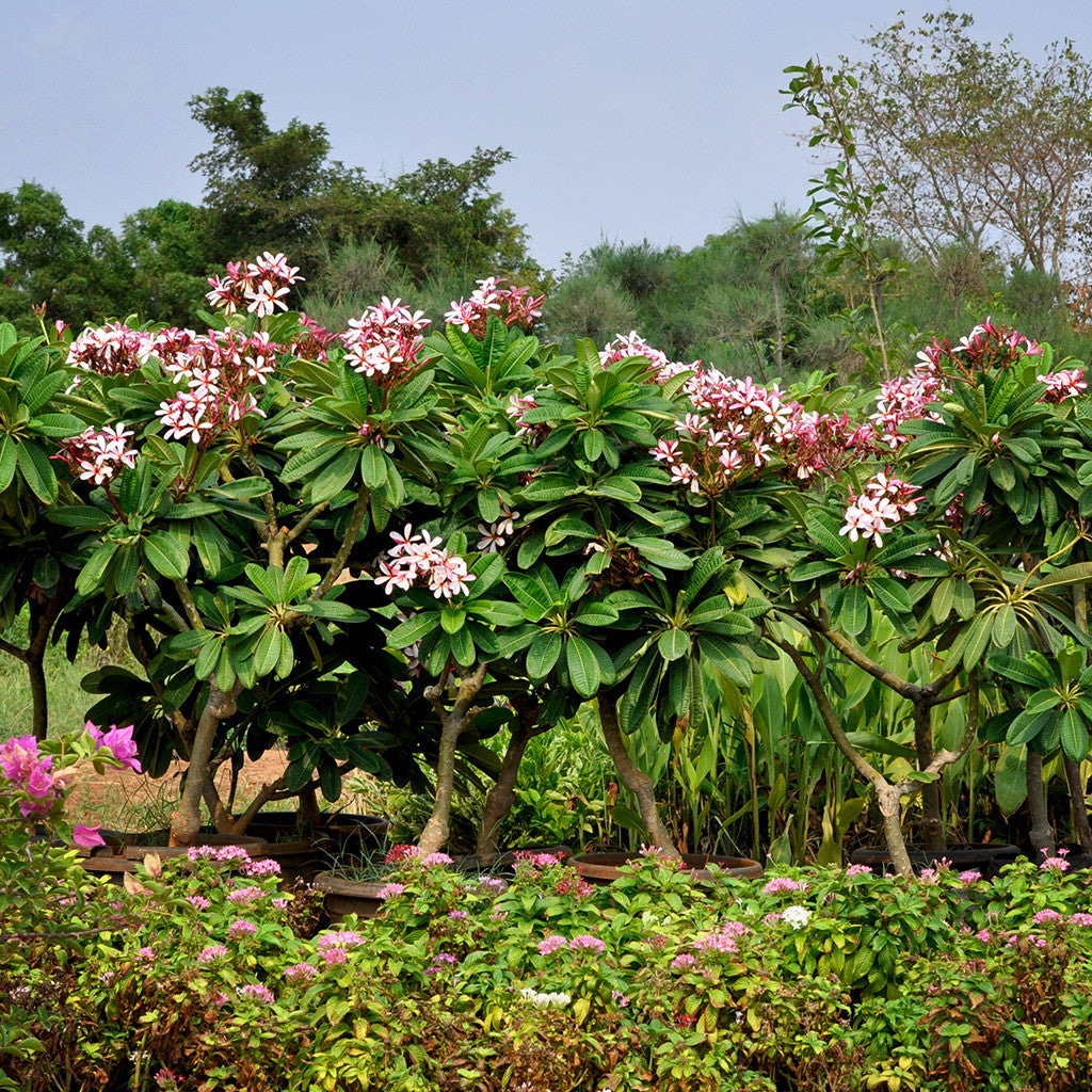 Plumeria Obtusa Dwarf Singapore Pink Champa Plant