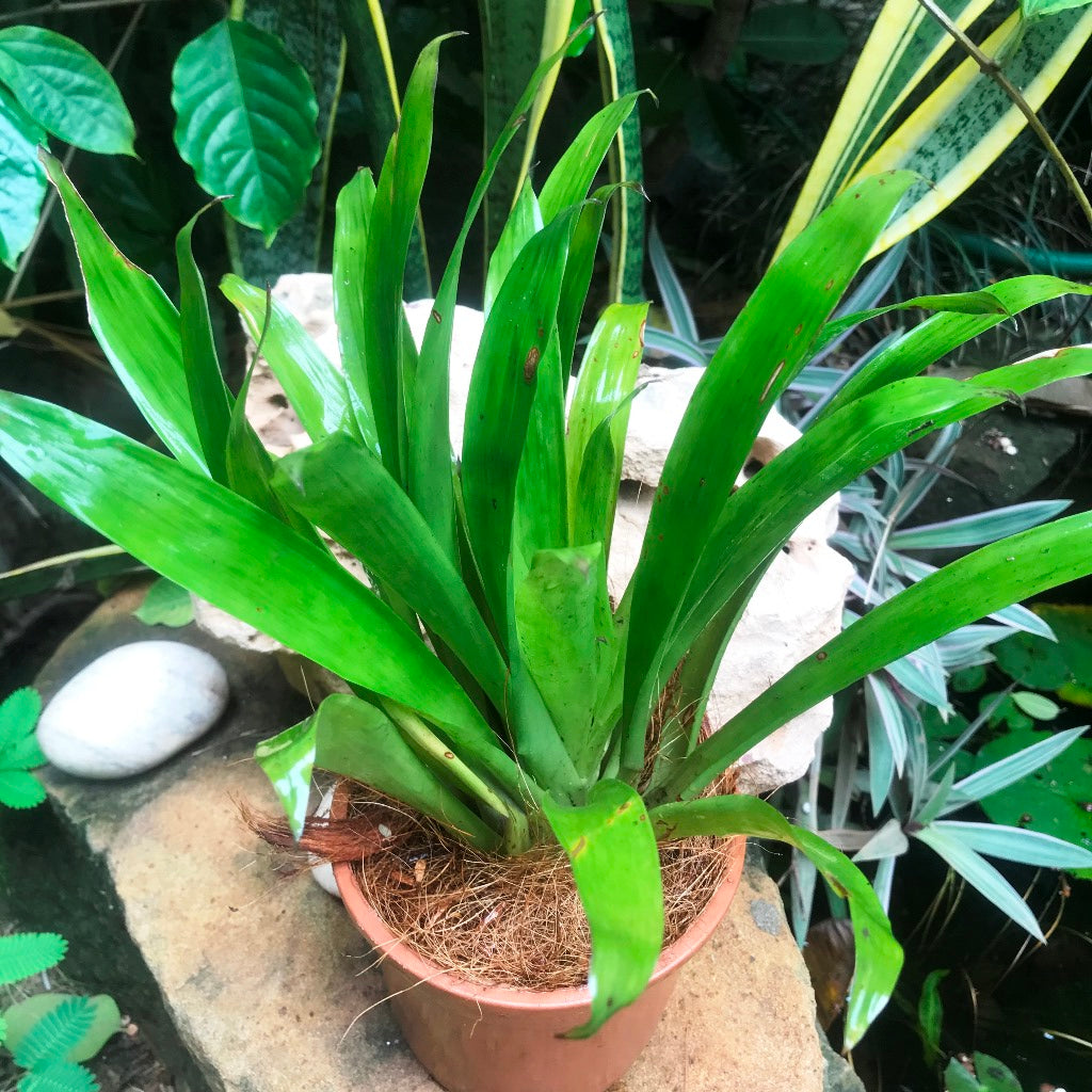 Guzmania Lingulata Plant