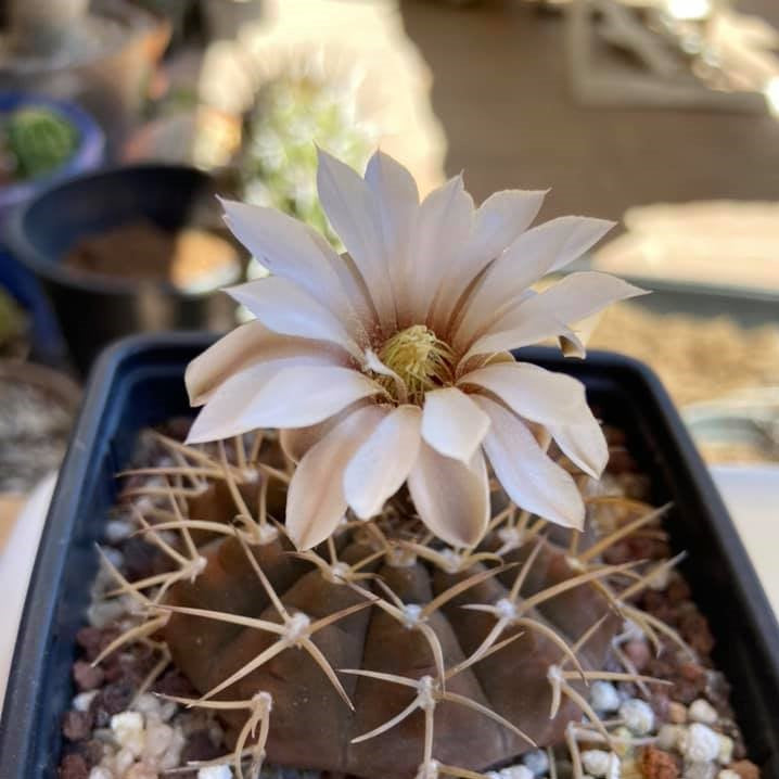 Gymnocalycium Bodenbenderianum X Hybrid Cactus Plant