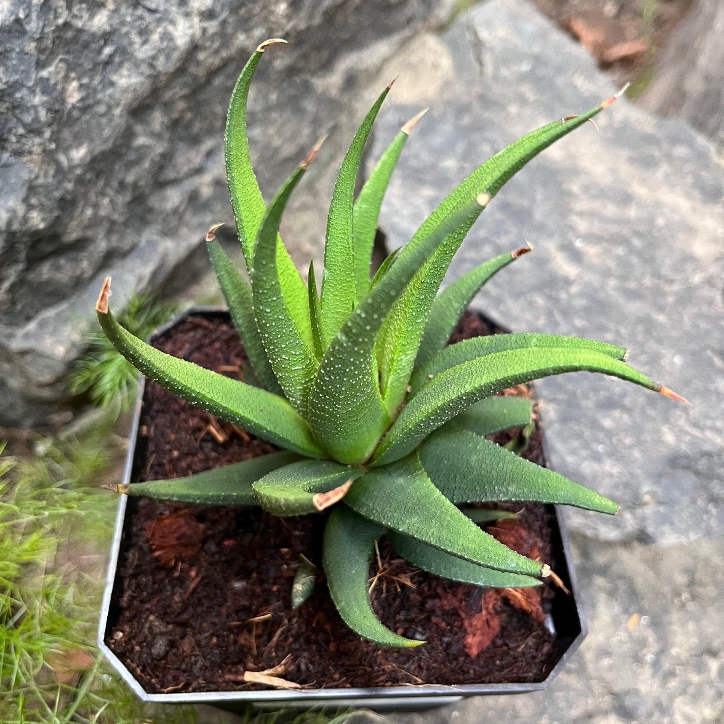 Haworthia Longiana Succulent Plant