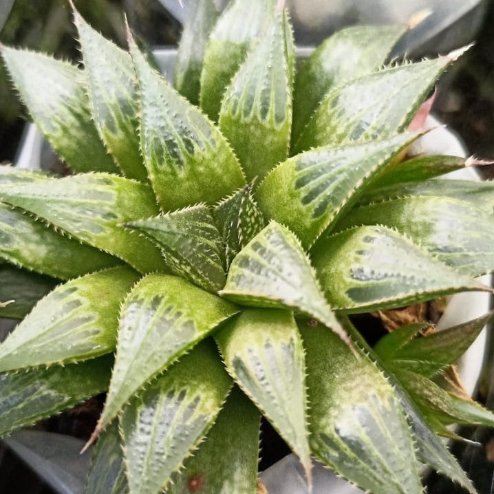 Haworthia Emelyae Var. Multifolia Succulent Plant