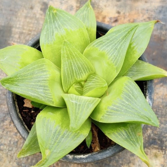 Haworthia Mutica Lemon Succulent Plant