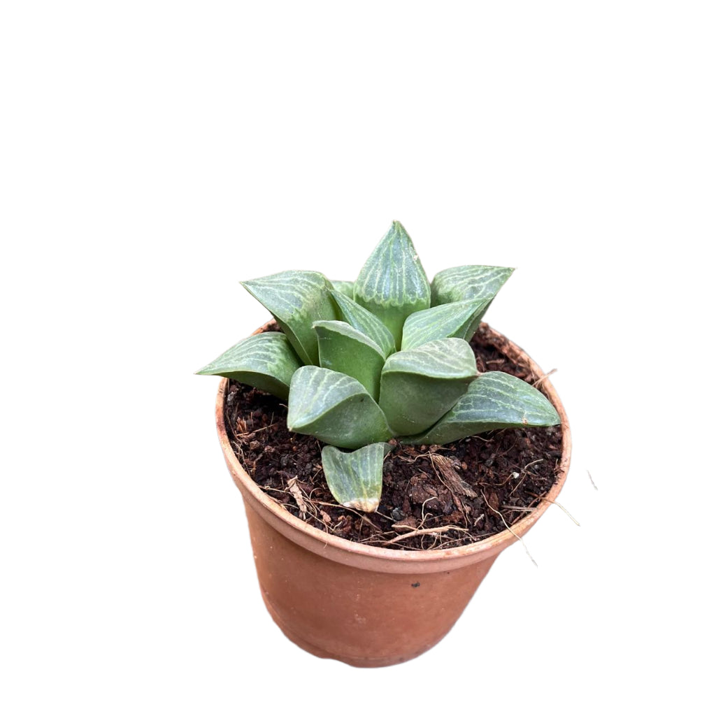 Haworthia Retusa Var. Nigra Succulent Plant