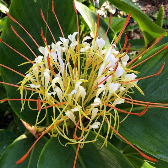 Hedychium Ellipticum Lily (Bulbs)
