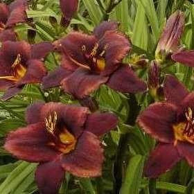 Hemerocallis Chocolate Candy (Bulbs)
