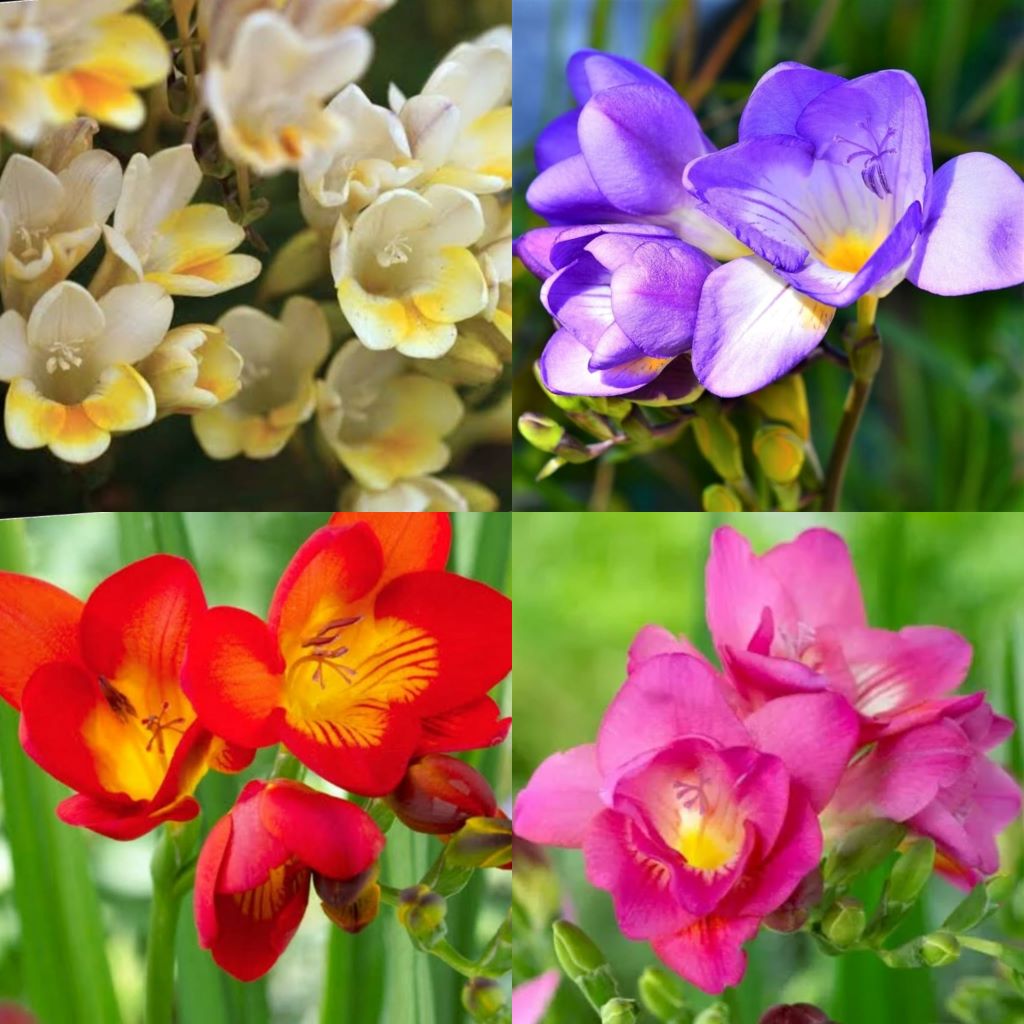Freesia Holland (Mix Bulbs)
