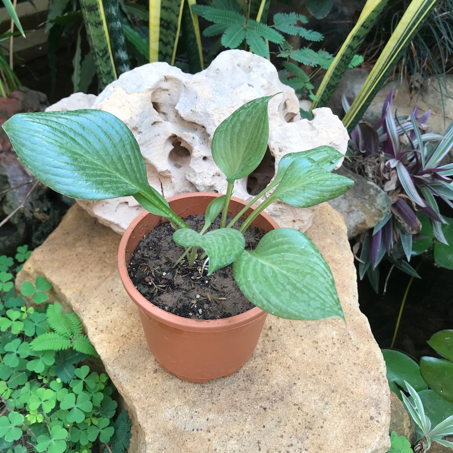 Hosta Funkia Blue