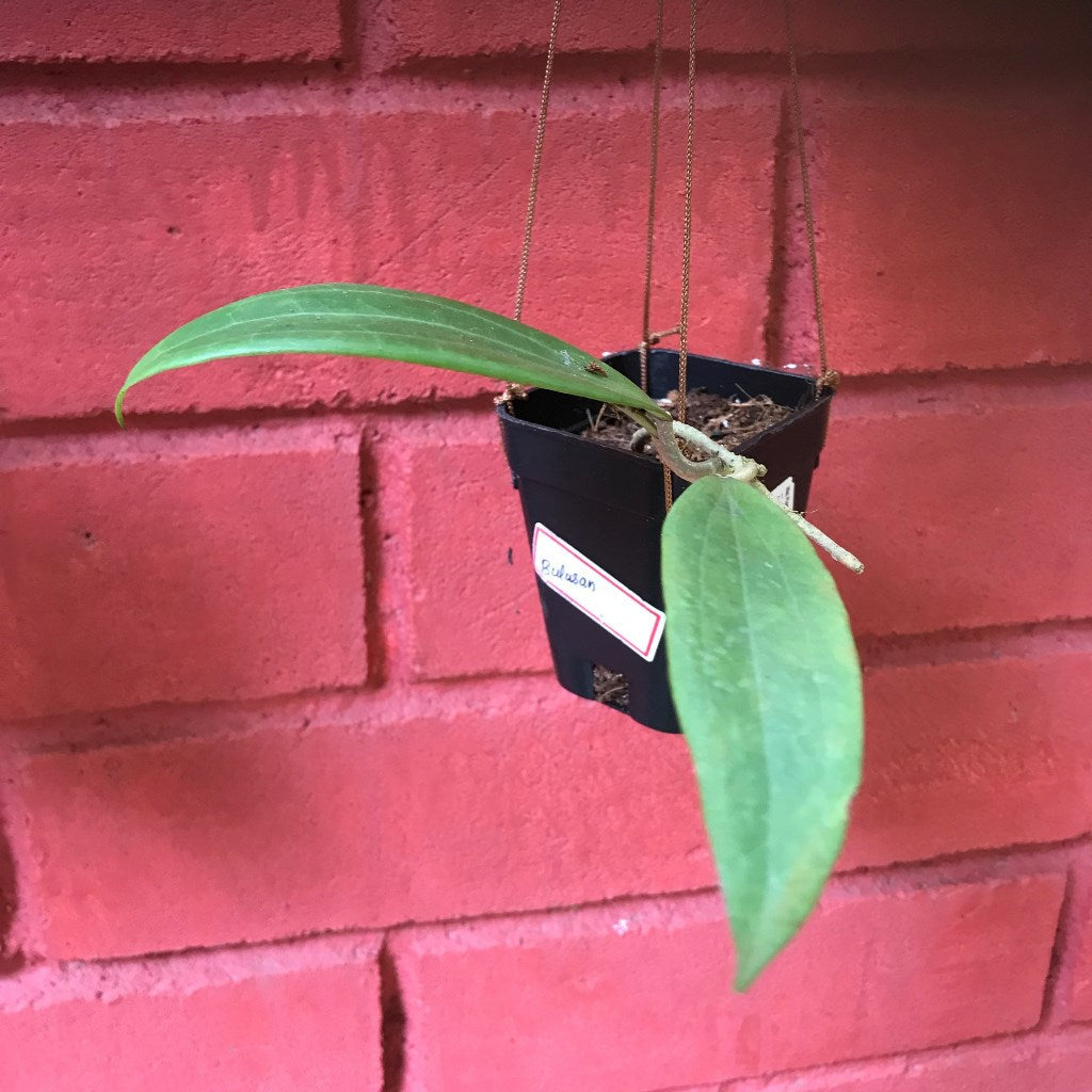Hoya Bulusan Plant