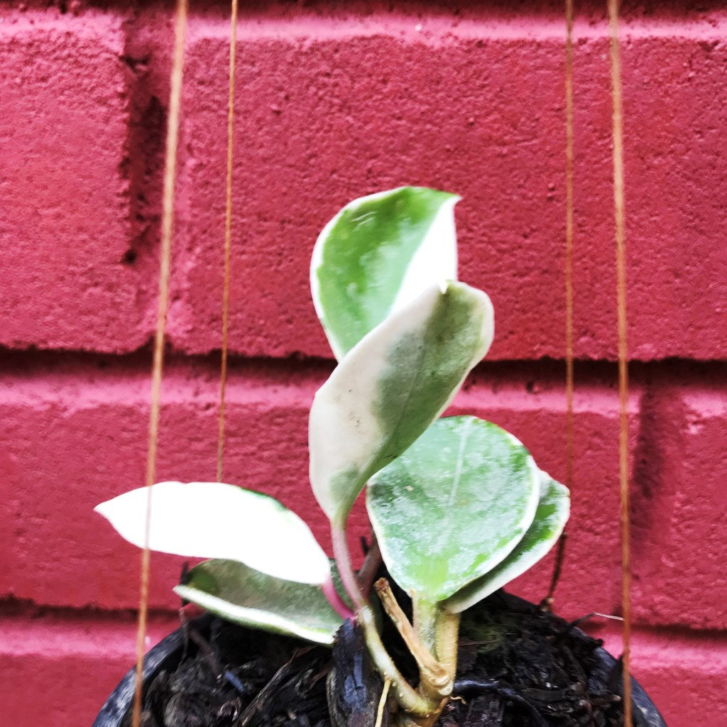 Hoya Carnosa Krimson Queen Variegata Plant