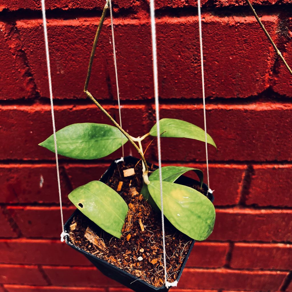 Hoya Elmeri Plant