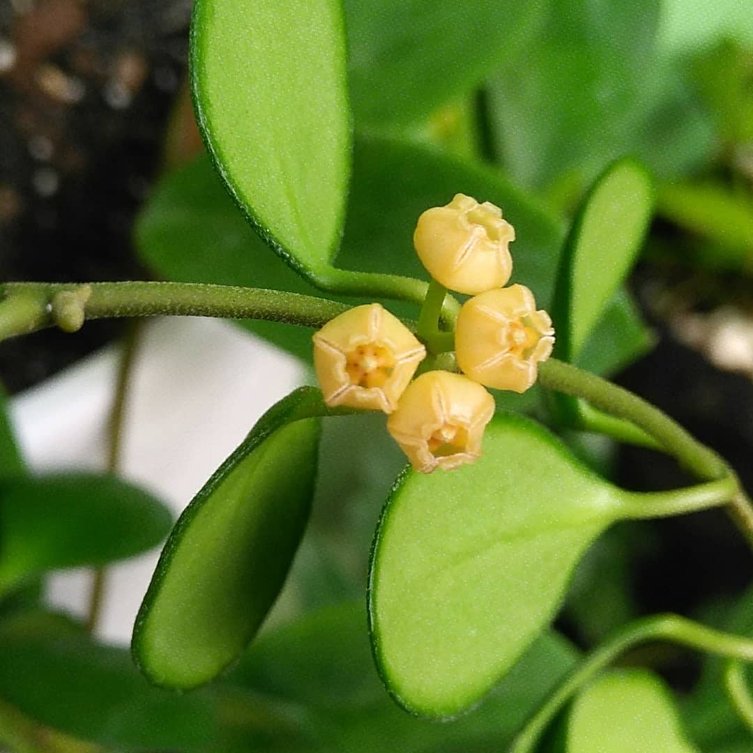 Hoya Heuschkeliana Yellow Plant