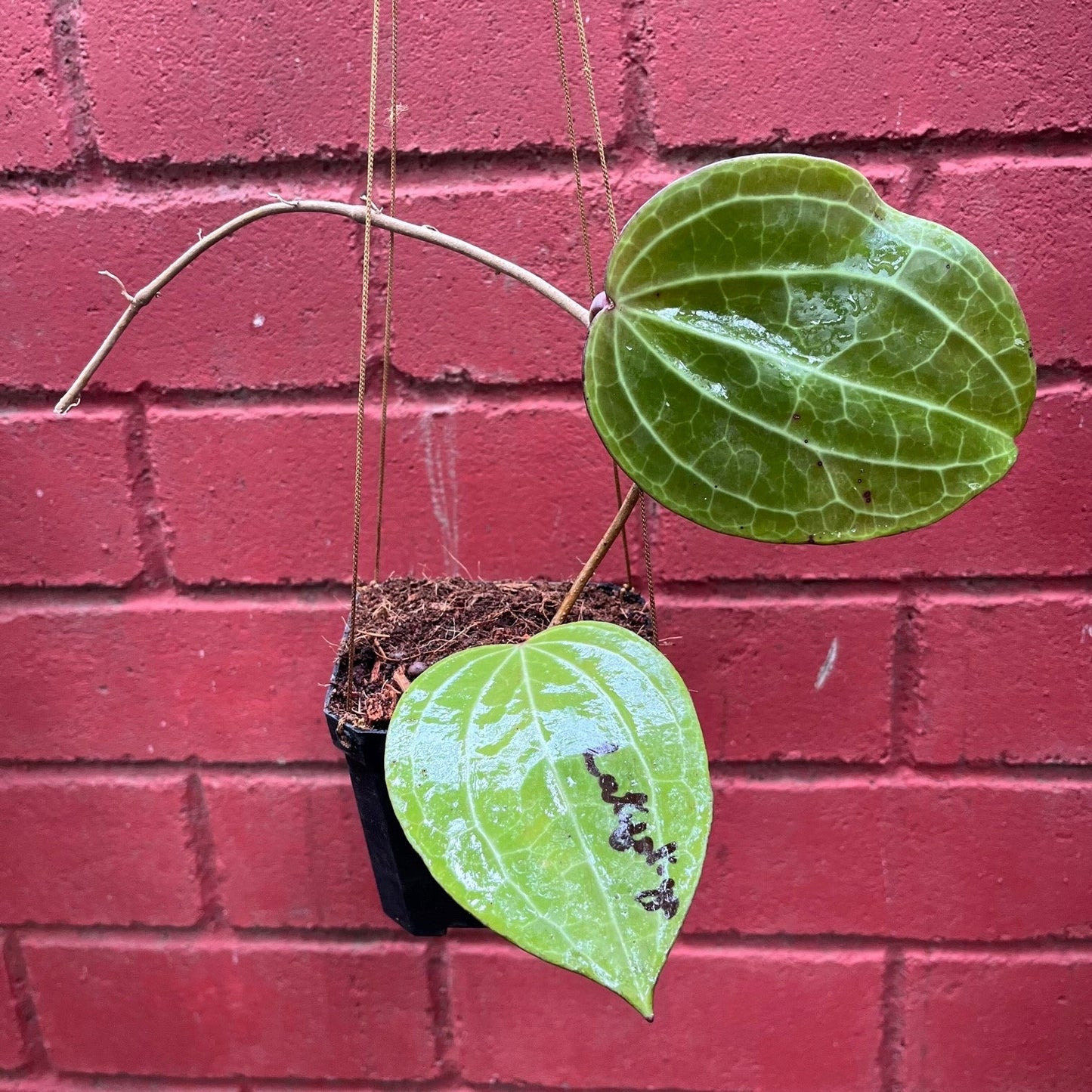 Hoya Latifolia Plant