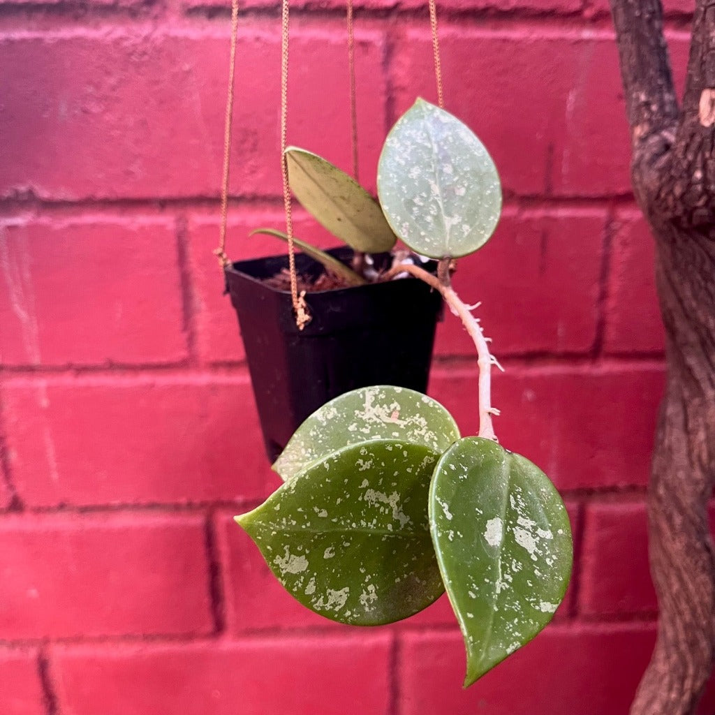 Hoya Parasitica Heart Splash Plant