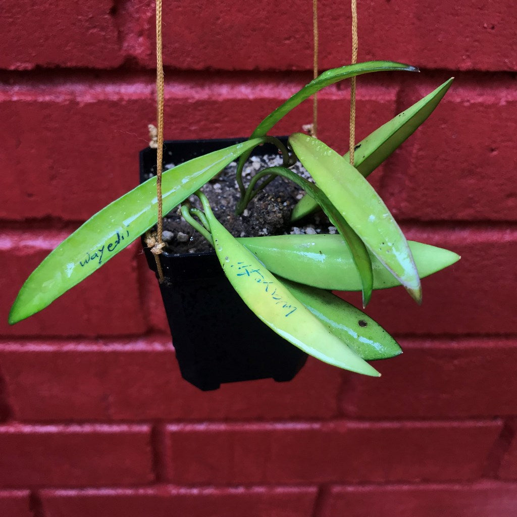 Hoya Wayetii Plant