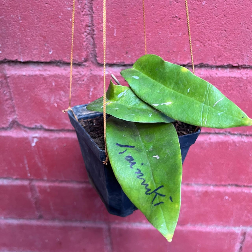 Hoya Kaimuki Plant
