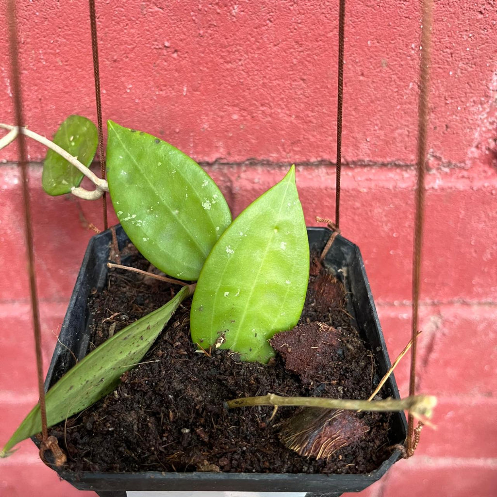 Hoya Patella White Plant