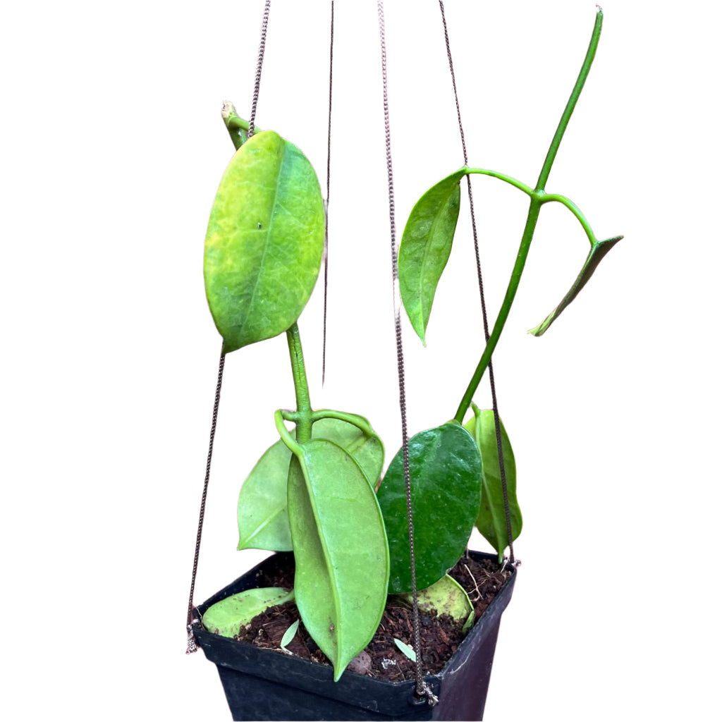 Hoya Ruthie Yellow Plant
