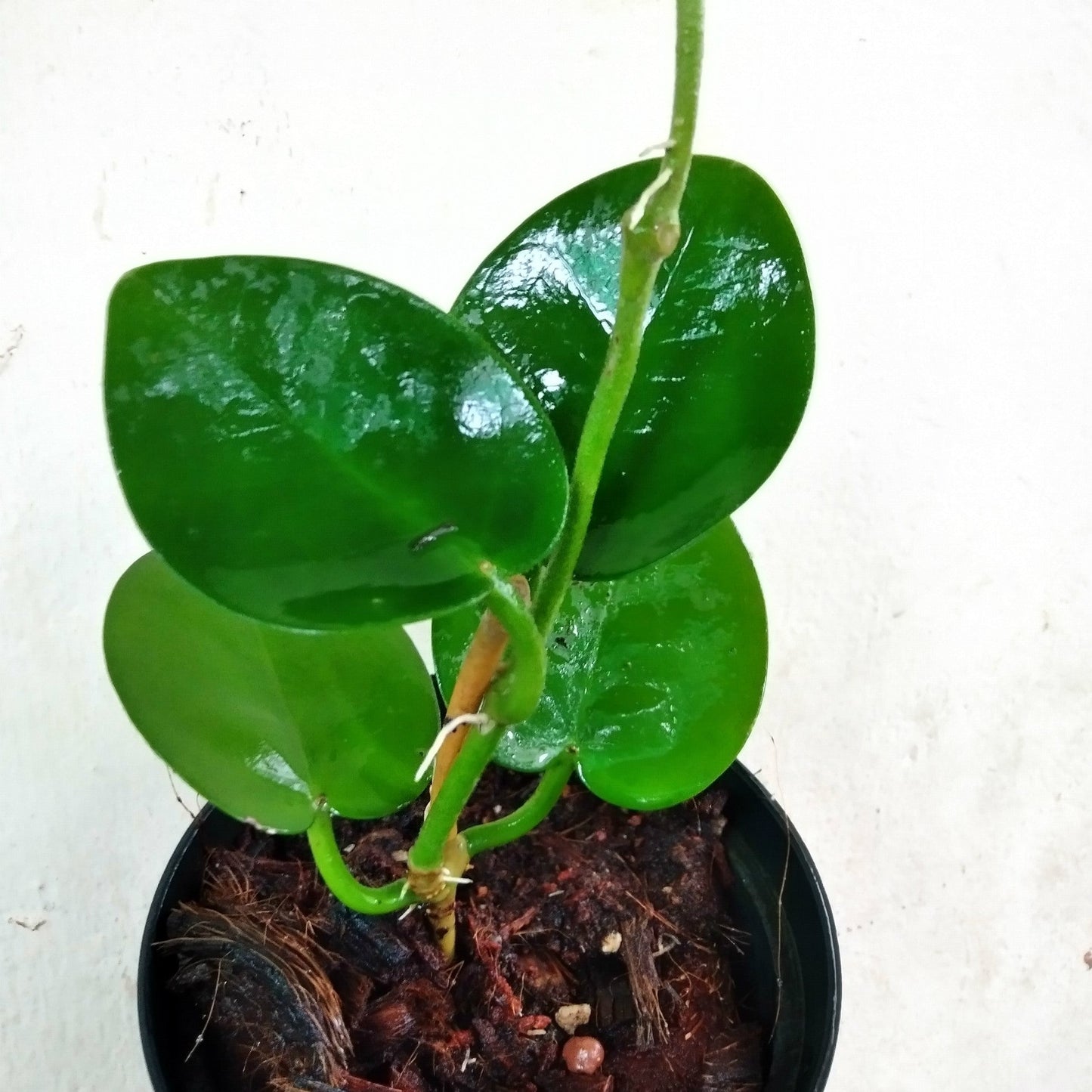 Hoya Australis Plant