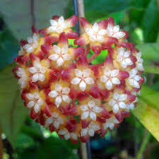 Hoya Callistophylla Plant