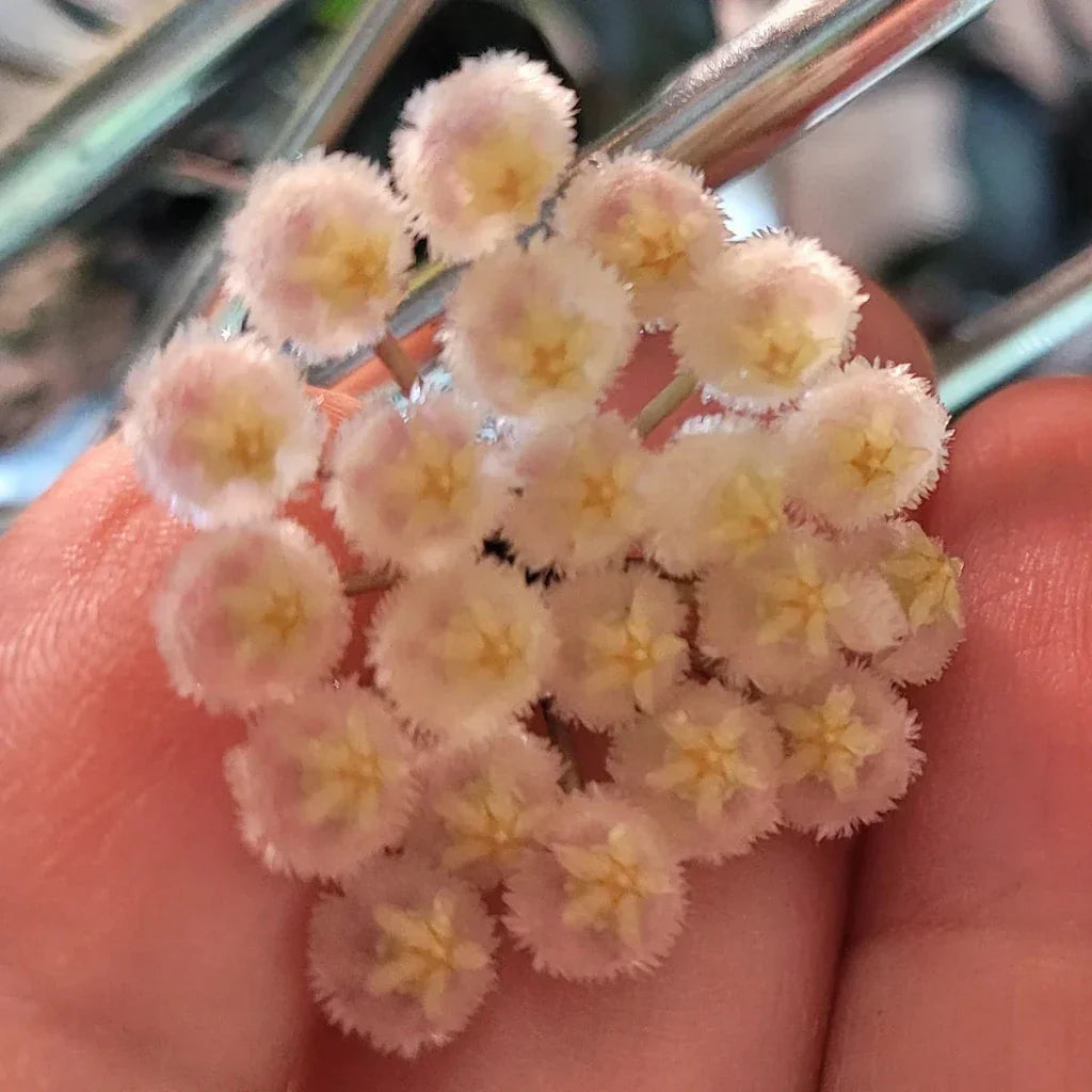Hoya Macrophylla 'Pot Of Gold' Plant