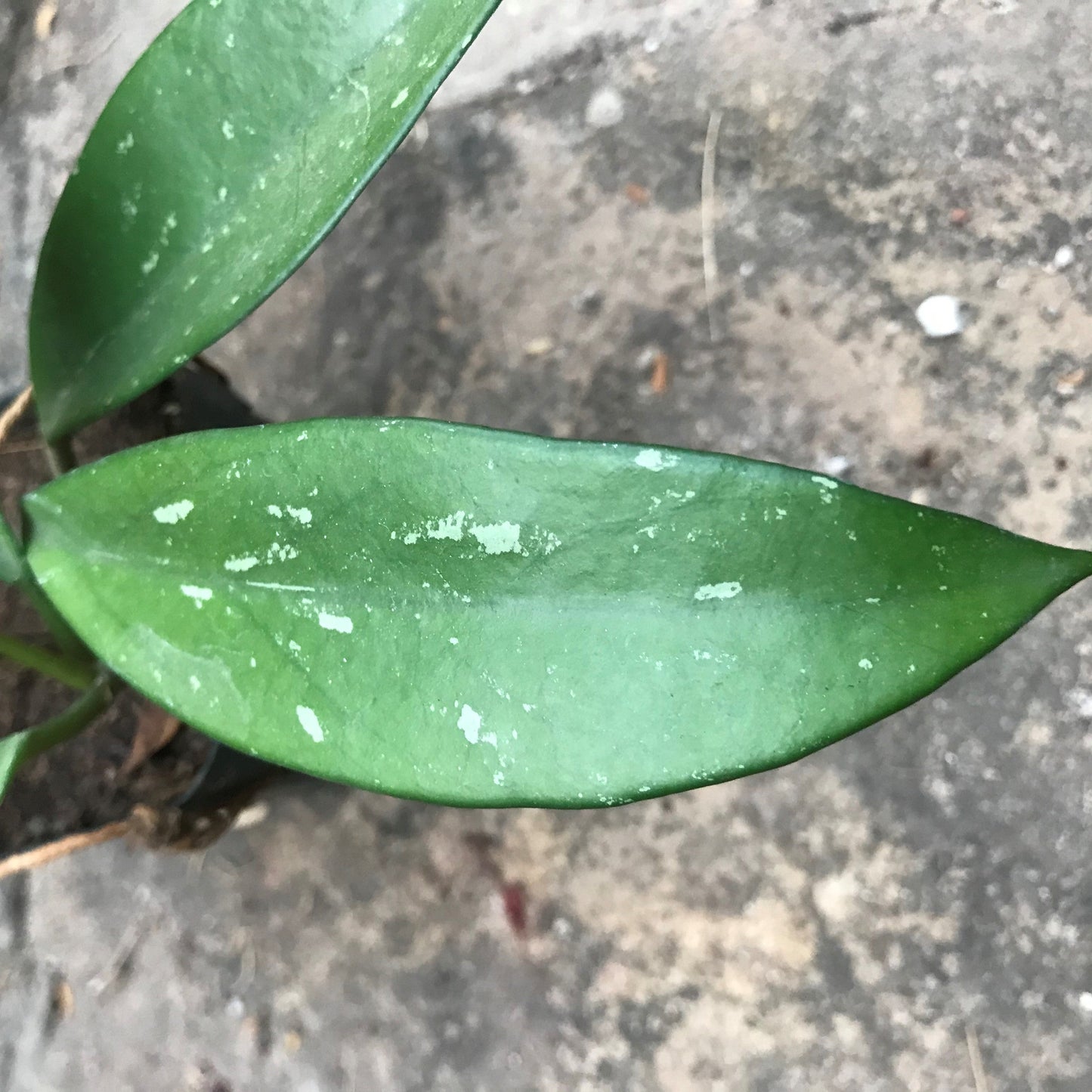 Hoya Pubicalyx Red Buttons Plant