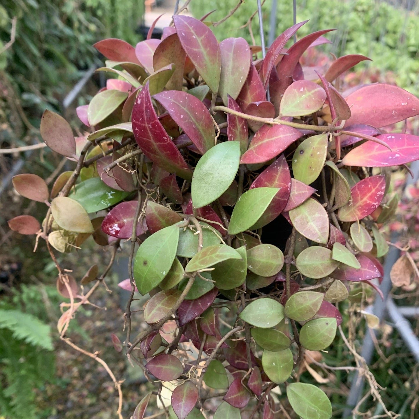 Hoya Sipitangensis Plant
