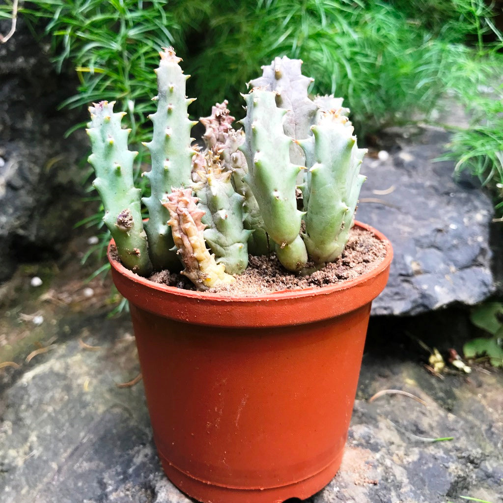 Huernia Quinta Succulent Plant