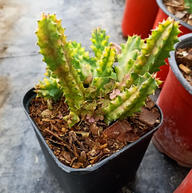 Huernia Zebrina Variegata Succulent Plant