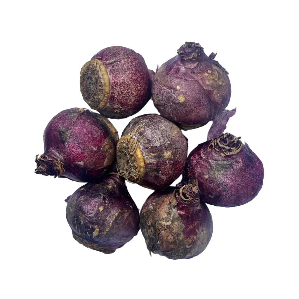Hyacinth ‘Jan Bos’ (Bulbs)