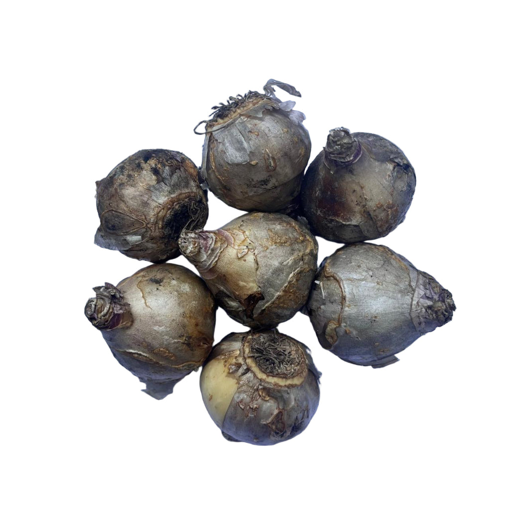 Hyacinth ‘City Of Haarlem’ (Bulbs)