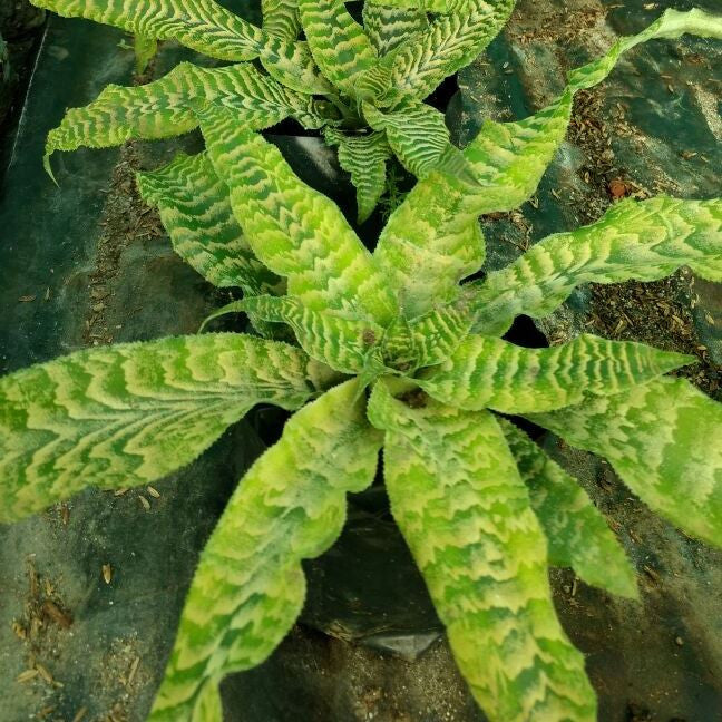 Cryptanthus Beuckeri Plant