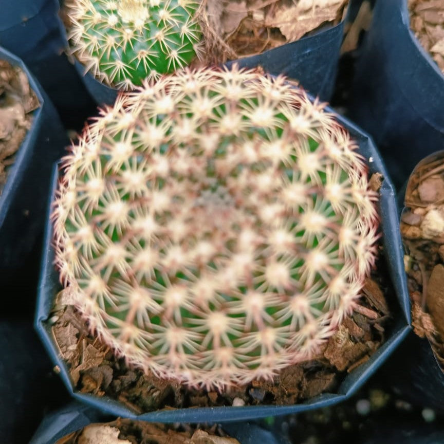 Notocactus Elegans Cactus Plant