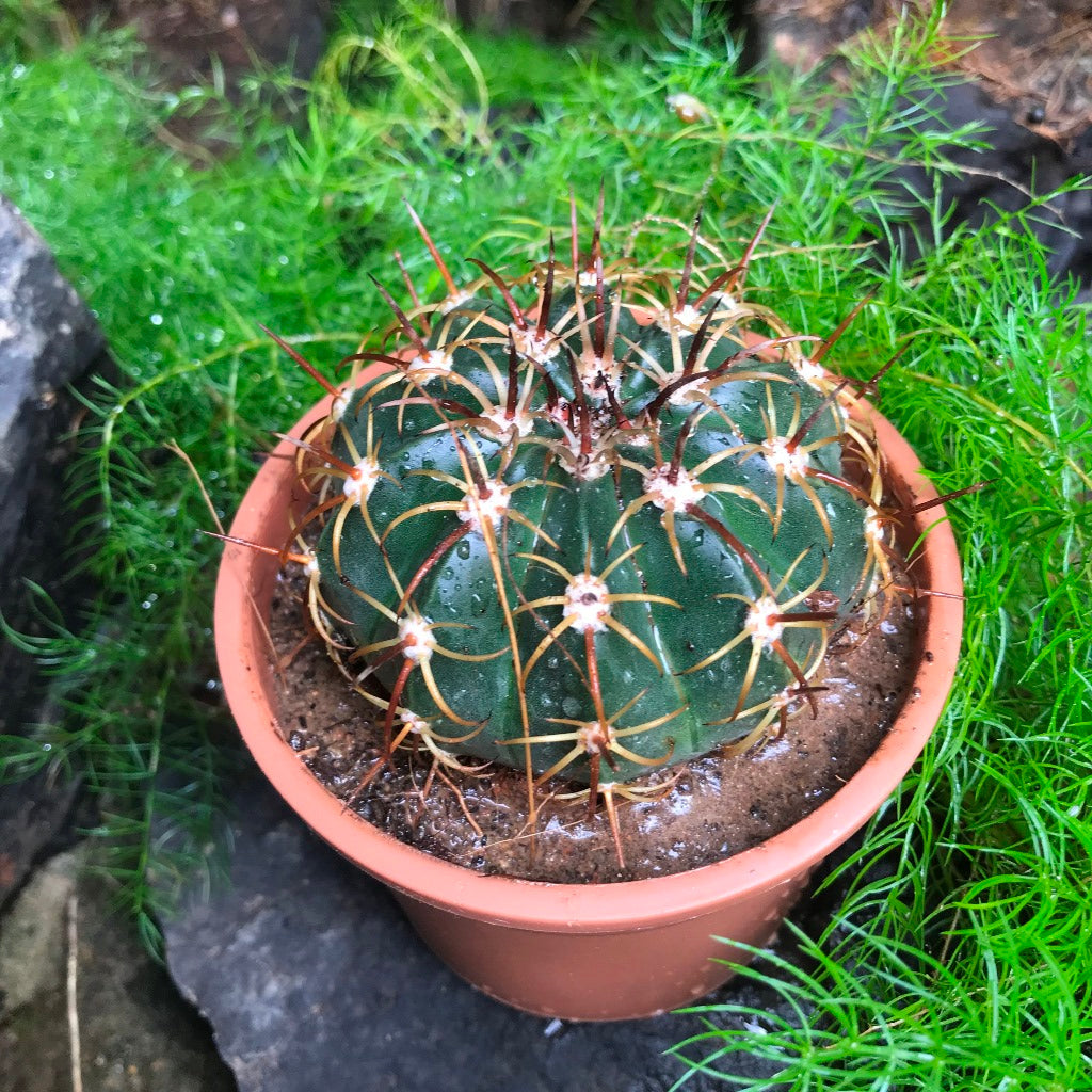 Melocactus Curvispinus Cactus Plant