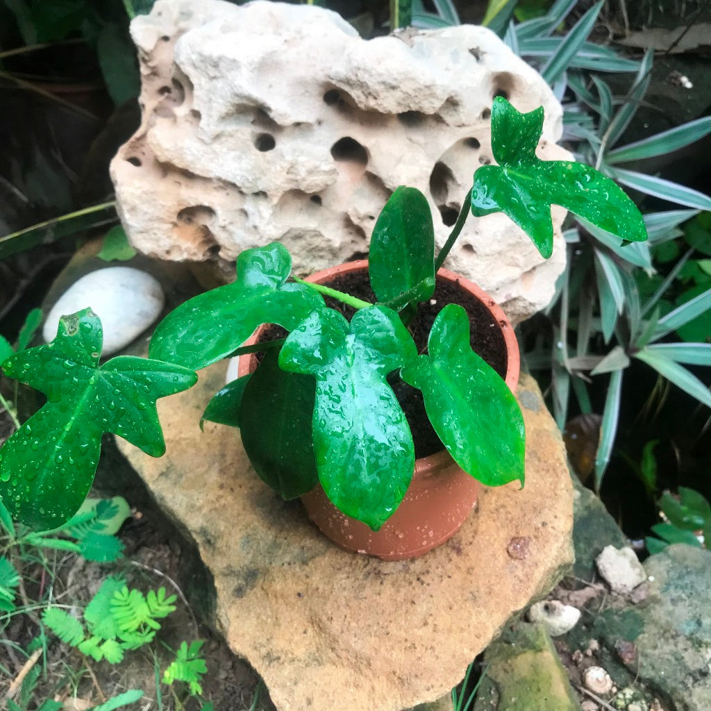 Philodendron Laciniatum Plant
